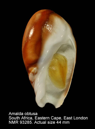 Amalda obtusa (3).jpg - Amalda obtusa (Swaison,1825)
